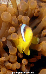 Clownfish and anemone by Sergiy Glushchenko 